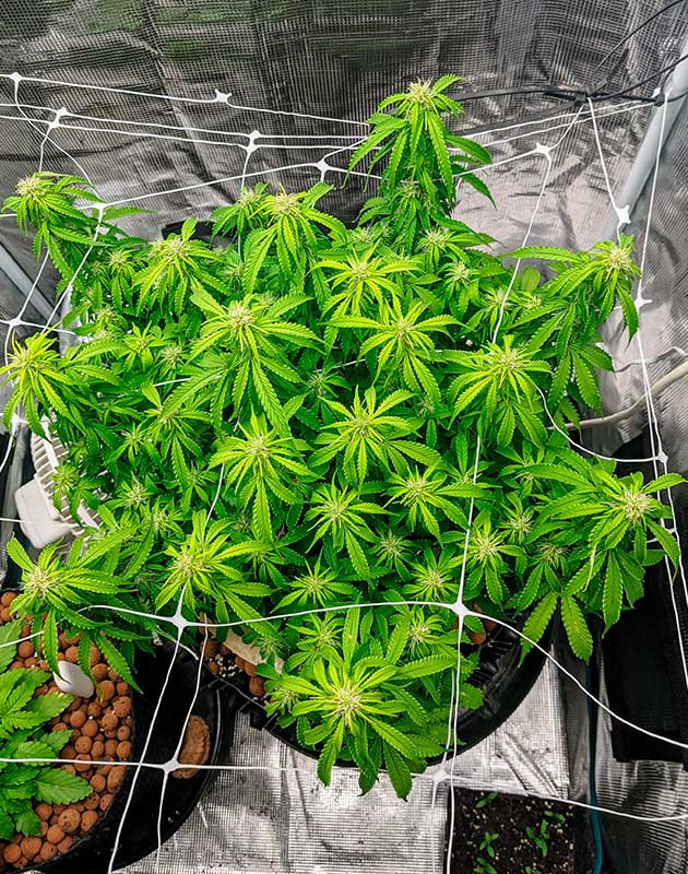 Стимуляция роста куста Gorilla Glue Auto выращивание сорта конопли Gorilla Glue Auto