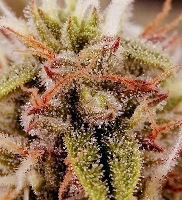 Куст на четвертой неделе цветения КУст Godfather OG Auto от 7CH American ростом 46 см