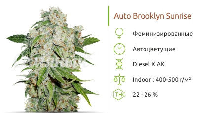 Сорт конопли марихуаны Auto Brooklyn Sunrise Auto Brooklyn Sunrise от Dutch Passion