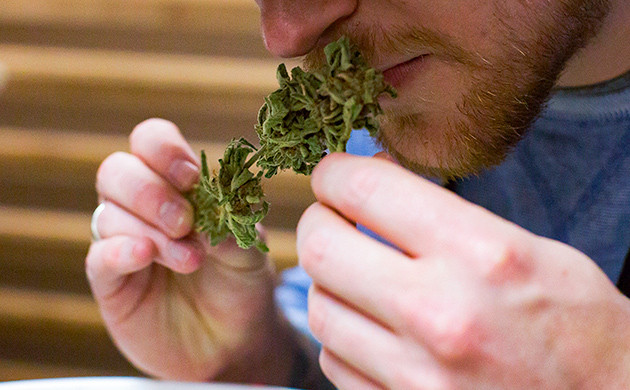 Определение качества марихуаны по запаху Определение качества соцветий по запаху