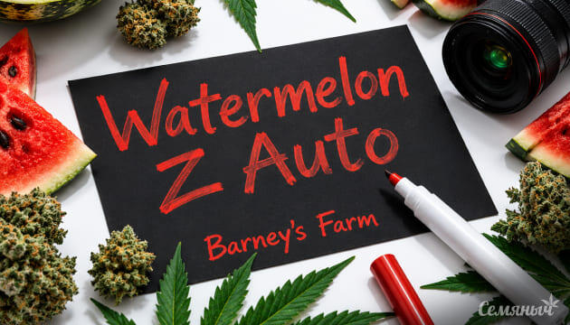 Гроурепорт сорта Watermelon Z Auto от Barney's Farm