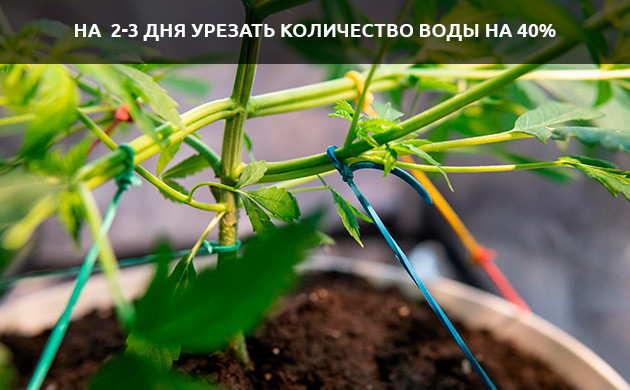 Снижение потребления воды коноплей
