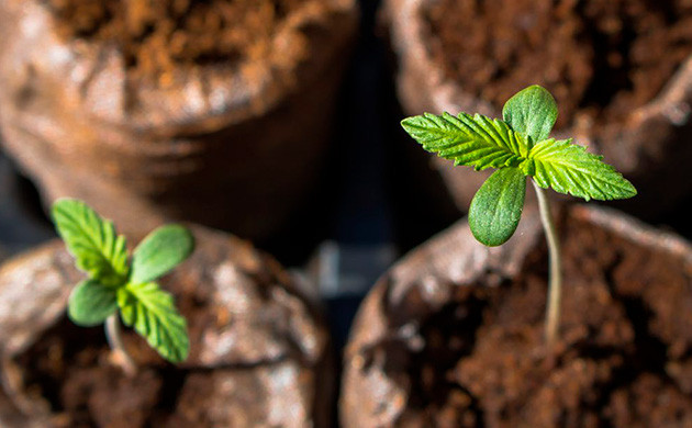 Проблемы с рассадой конопли Хрупкость конопли в начале выращивания