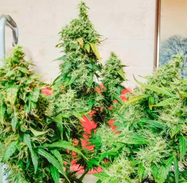 Каннабис на 11 неделе роста