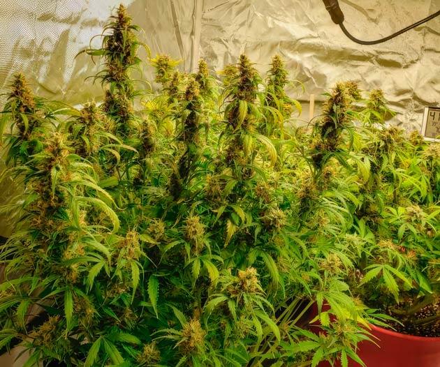 Кусты Northern Lights на 12 неделе выращивания