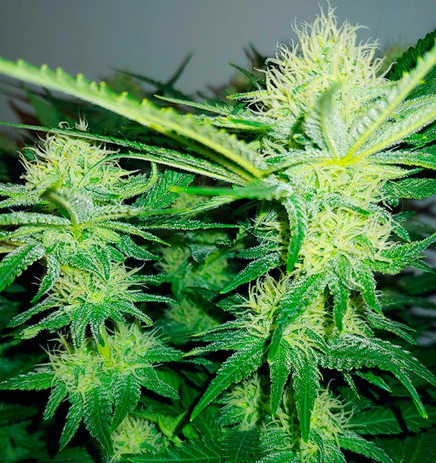 Соцветия и листья сверкающие от трихом