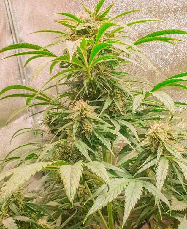 Контроль влаги и режима полива Куст Hellfire OG Auto от 7CH American на 10 неделе развития