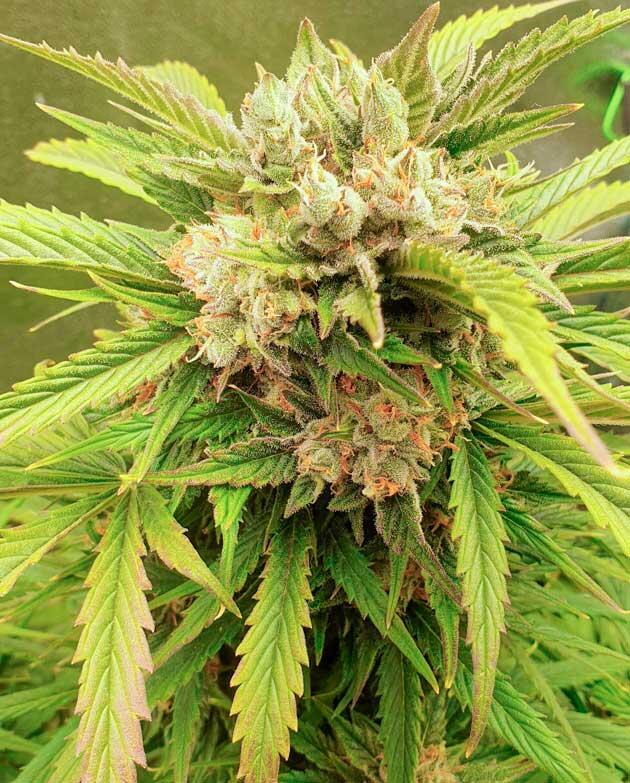 Промывка марихуаны Куст Hellfire OG Auto на 12 неделе выращивания