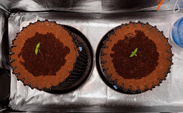 Пересадка ростков в горшки 2 ростка Six Shooter Auto