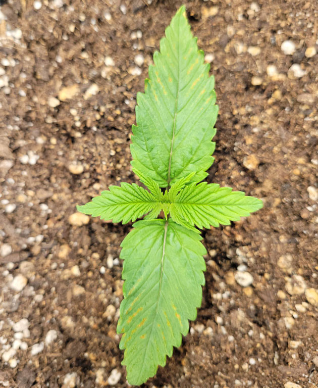 Система ухода за Ztrawberriez Auto Гроурепорт сорта Ztrawberriez Auto