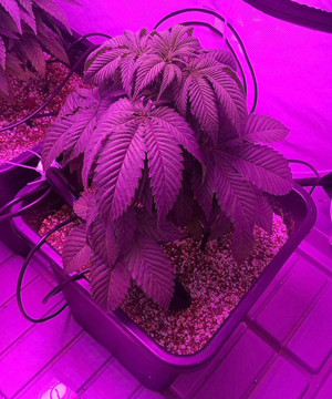 Период вегетации