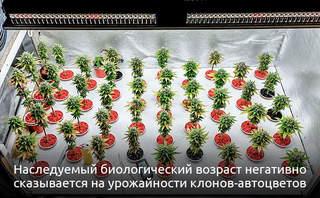 Клонирование автоцветущей конопли и его ограничения Проблемы клонирования автоцветущих сортов