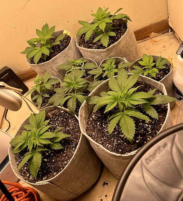 Растишки Mac n’ Jack R1 на 3 неделе выращивания