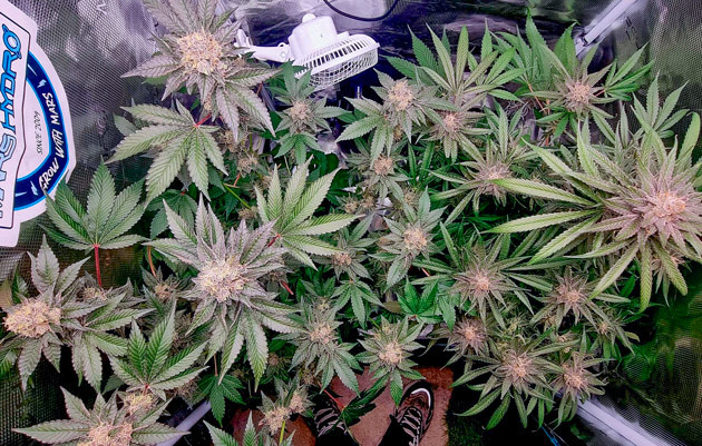 11 неделя выращивания конопли width= Активное цветение каннабиса сорта Runtz