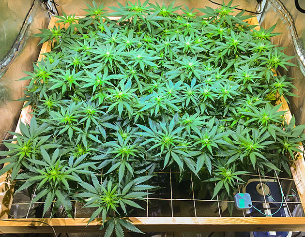 Вторая неделя цветения Формирование бутонов конопли