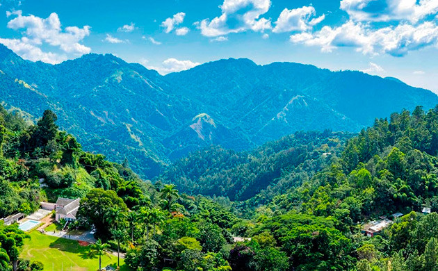 Хэппи-Гейт: фермы у Голубой горы Гибриды каннабиса в Хэппи-Гейт