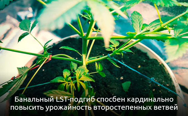 Использование тренировок с низким уровнем стресса Выращивание каннабиса без тренировок