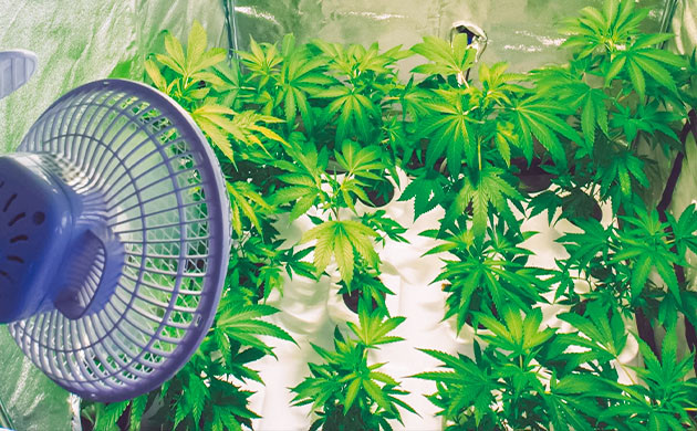 Вентиляция в помещении для выращивания Циркуляция воздуха для саженцев конопли