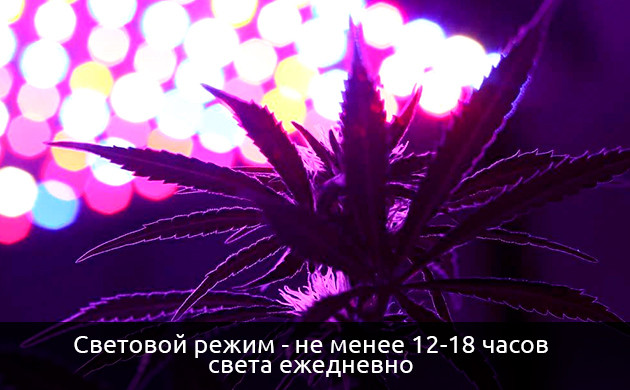 Ошибки при выборе светового цикла для автиков