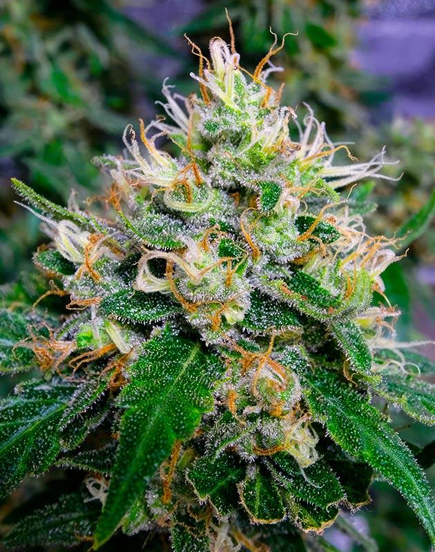 Шишка каннабиса сорта Royal Runtz
