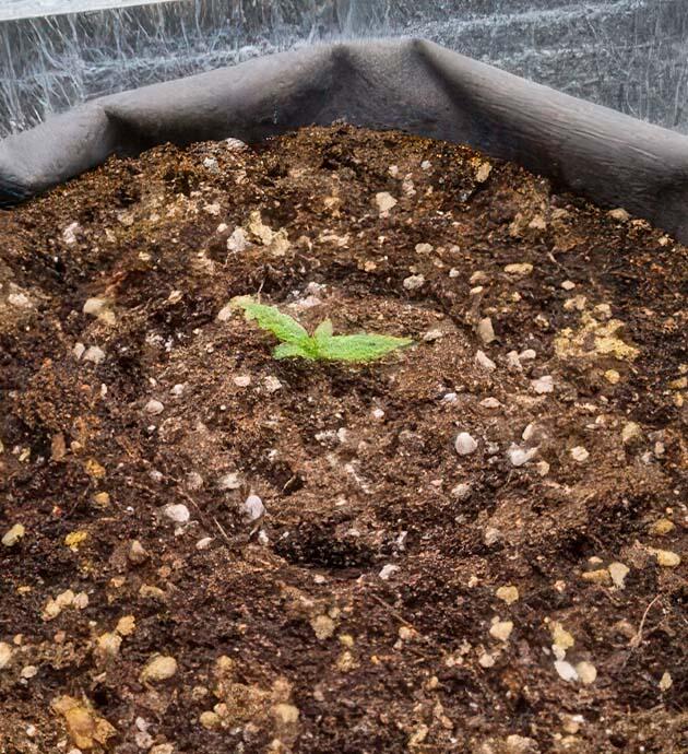 Росток +Speed Auto от Sweet Seeds на 1 неделе