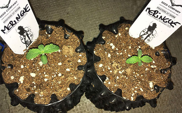 Первая неделя выращивания Первая пара веерных листочков