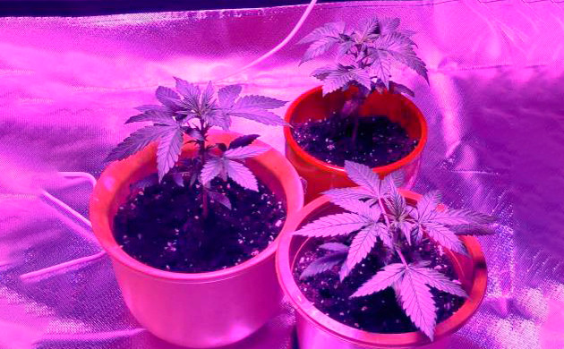 Вторая неделя выращивания Три куса в гроубоксе