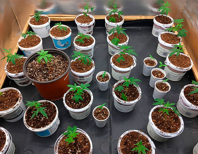 Условия для Godzilla Glue #4