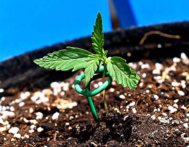 Росток Big Bud Auto от Herbies Seeds на 1 неделе