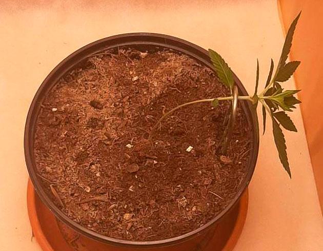 Sticky Sherbert GG после легкого тренинга и полива
