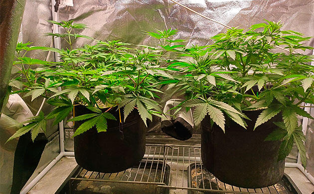 Смена режима освещения и полив конопли Кусты Black Widow на 6 неделе развития