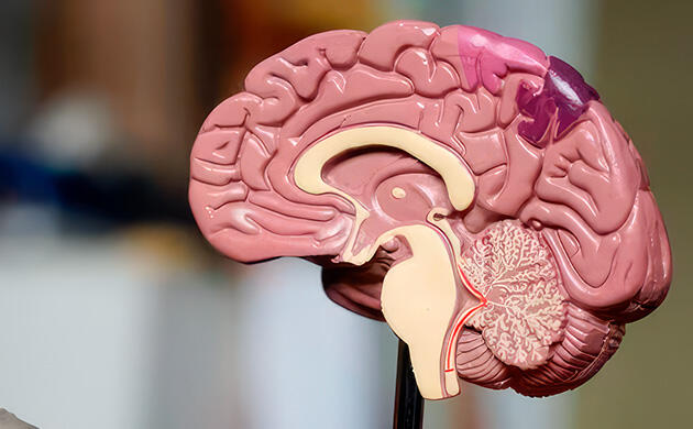 Каннабиноиды для когнитивного здоровья