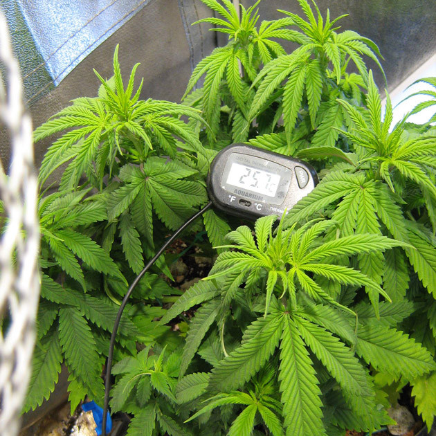 Куст на 6 неделе выращивания