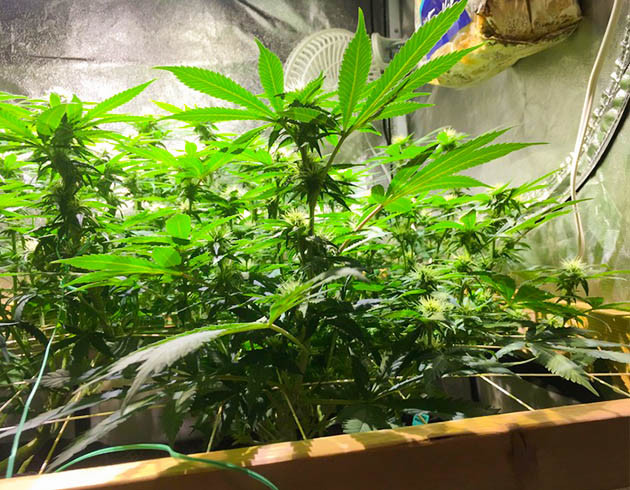 Формирование шишек конопли