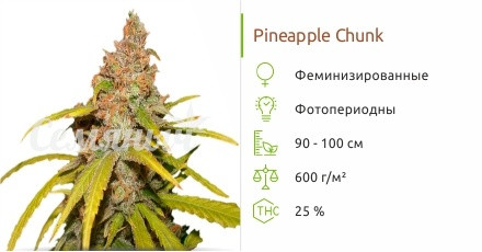 Сорт марихуаны Pineapple Chunk Pineapple Chunk от Barney's Farm