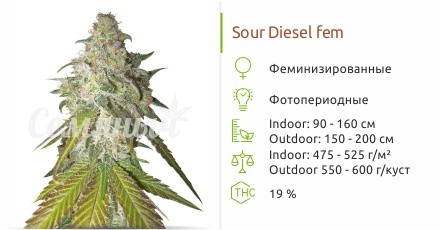 Sour Diesel fem от Royal Queen Seeds