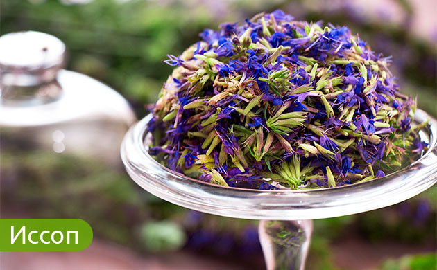Иссоп: универсальное декоративное растение Иссоп: кулинария, дизайн и медицина