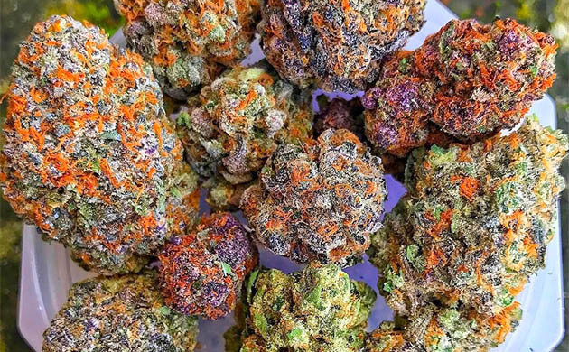 Кто изобрел сенсимилью Соцветия конопли