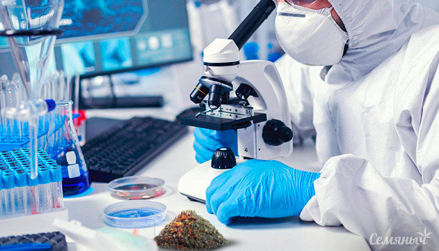 Синтетические каннабиноиды: опасная замена Проблема доступности качественного каннабиса