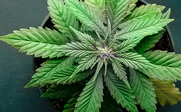 Симптомы нехватки меди у кустов каннабиса