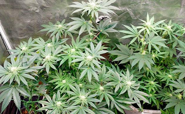 Куст Booberry Cookies RBX на стадии цветения