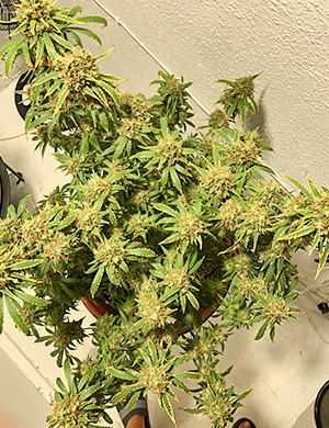 Шестнадцатая неделя выращивания Куст перед харвестом