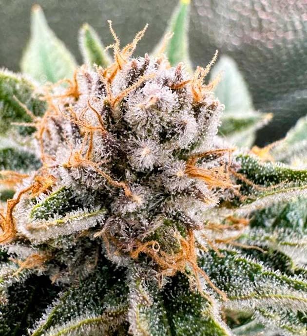 Ожидание янтарных трихом Куст Mimosa Evo от Barney’s Farm на 12 неделе