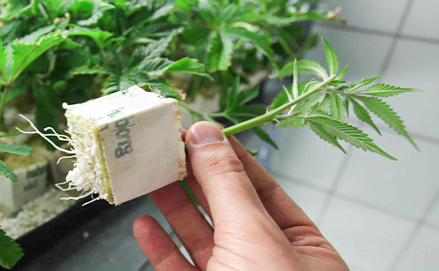 Субстрат для высадки в гидропонику Росток в минеральной вате