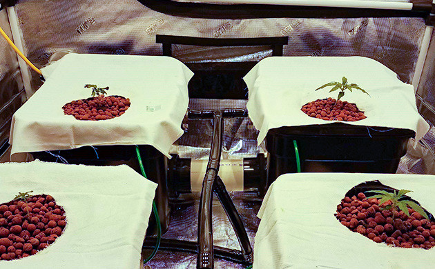 Куст Gelato Auto на 1-2 неделе выращивания Пророст и пересадка Gelato Auto