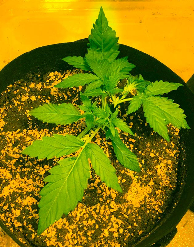 Применение легкострессовых тренировок LST-подгиб куста конопли