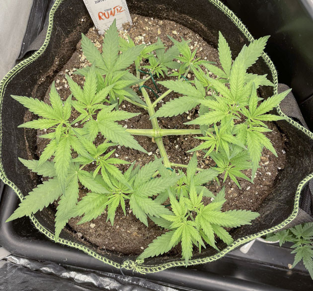 LST техника на сорте Runtz Auto Тренировка растения Runtz Auto