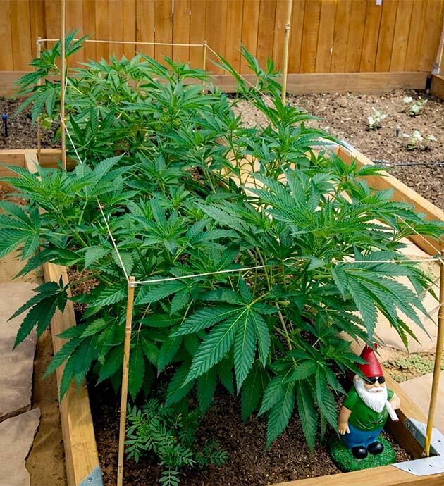 Поддержка веток Gorilla Glue #4 в теплице Куст конопли ростом 50 см