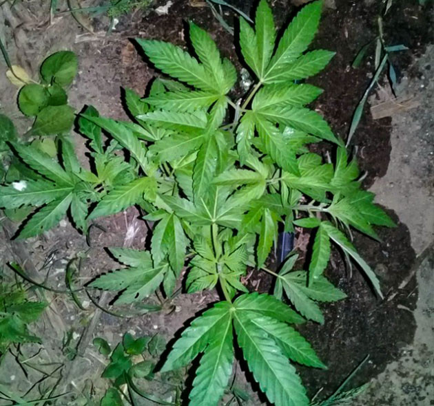 Восьмая неделя вегетации Кусты высотой 30 см после полива