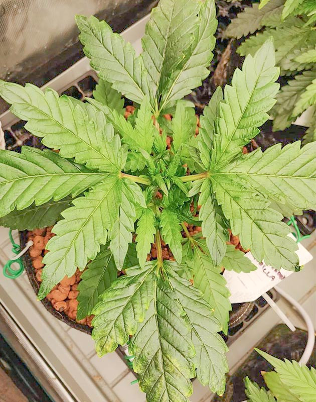 Strawberry Gorilla Auto: топпинг на 24-й день